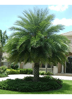 PHOENIX SYLVESTRIS (silver indian palm)