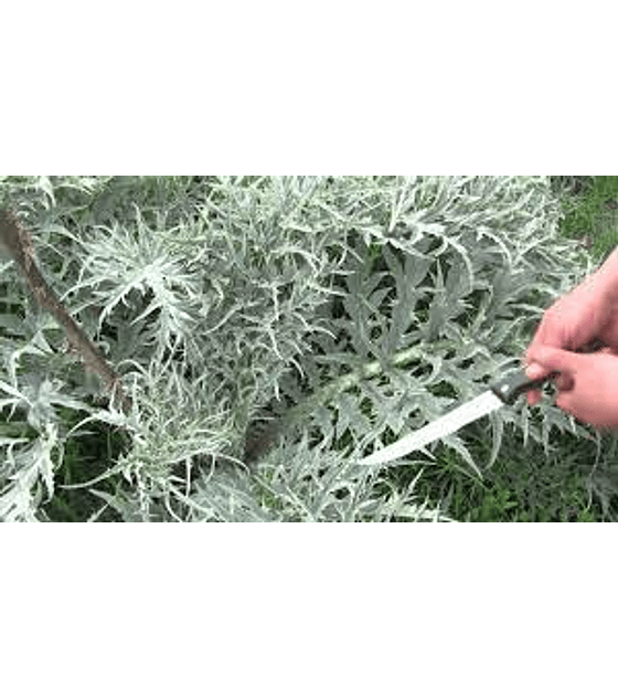 SEMILLAS DE PENCA o CARDO  ( CYNARA CARDUNCULUS SIN ESPINAS )