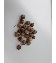 semillas de Palmera Alexander (Archontophoenix alexandrae)