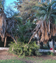 Semillas de Phoenix Reclinata o de Senegal