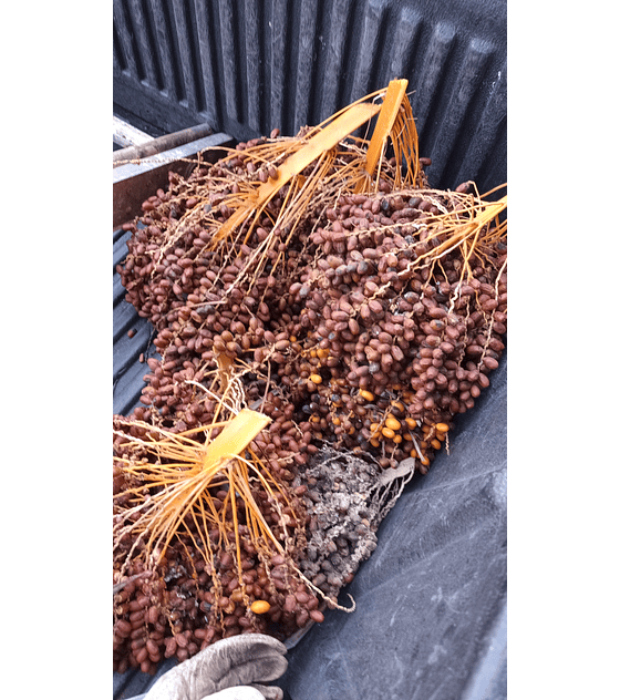 Semillas de Phoenix Reclinata o de Senegal