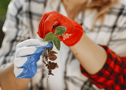 Plantar un árbol con el método de Ellen White