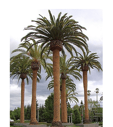 Semillas de Palmera Phoenix Canariensis. (1/2 kilo)