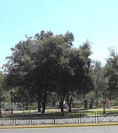 Semillas Quercus Ilex (Encina)