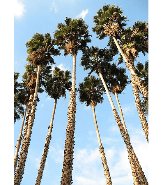 Semillas Washingtonia Robusta