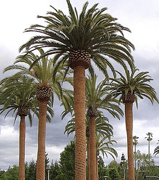 Semillas de Palmera Phoenix Canariensis (españa)