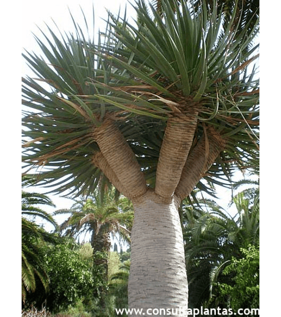 Dracena drago (drago de canarias)