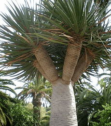 Dracena drago (drago de canarias)