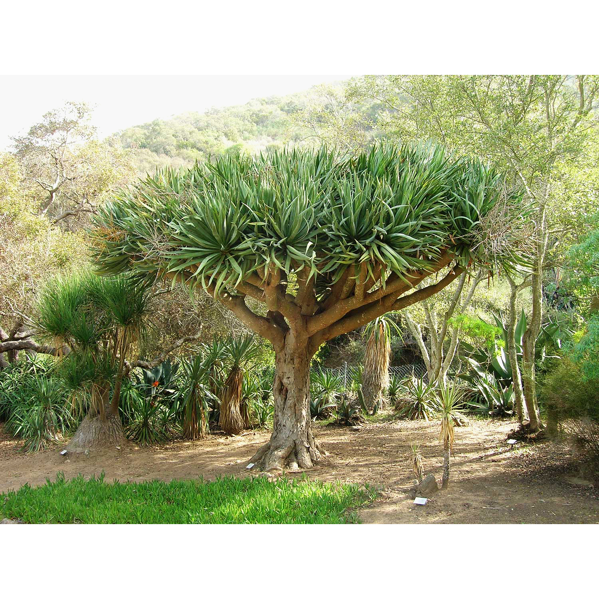 dracaena-draco-drago-de-canarias