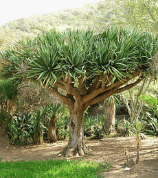 Dracena drago (drago de canarias)