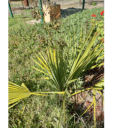 SEMILLAS DE PALMERA SABAL PALMETO