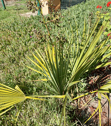 SEMILLAS DE PALMERA SABAL PALMETO