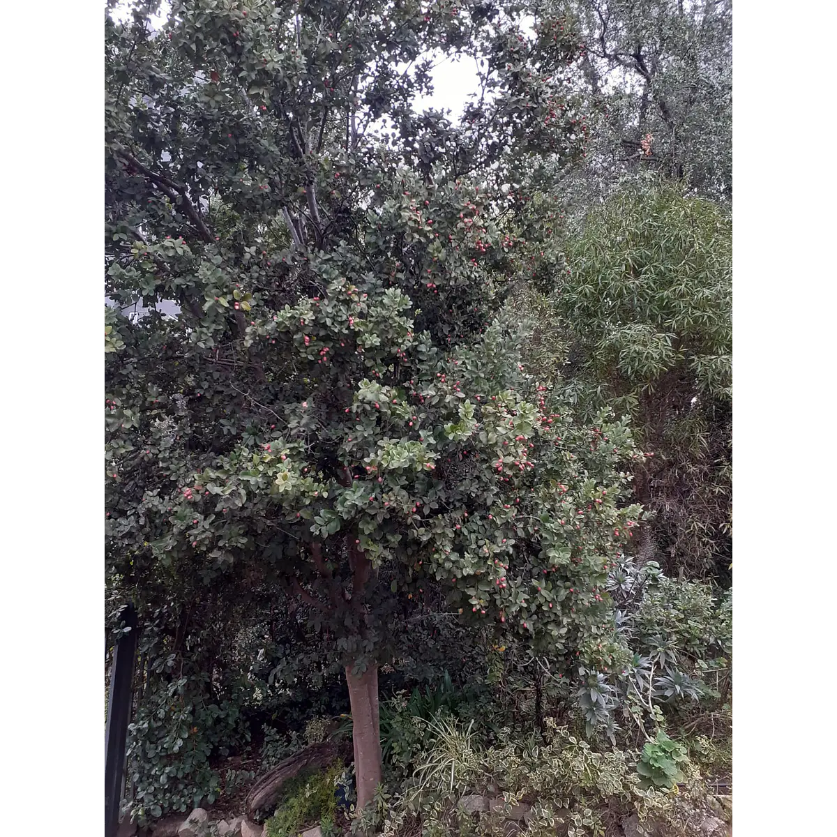 semillas de peumo (Cryptocarya alba)