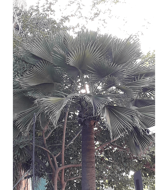 Semillas Palmera de Guadalupe (Braea edulis)