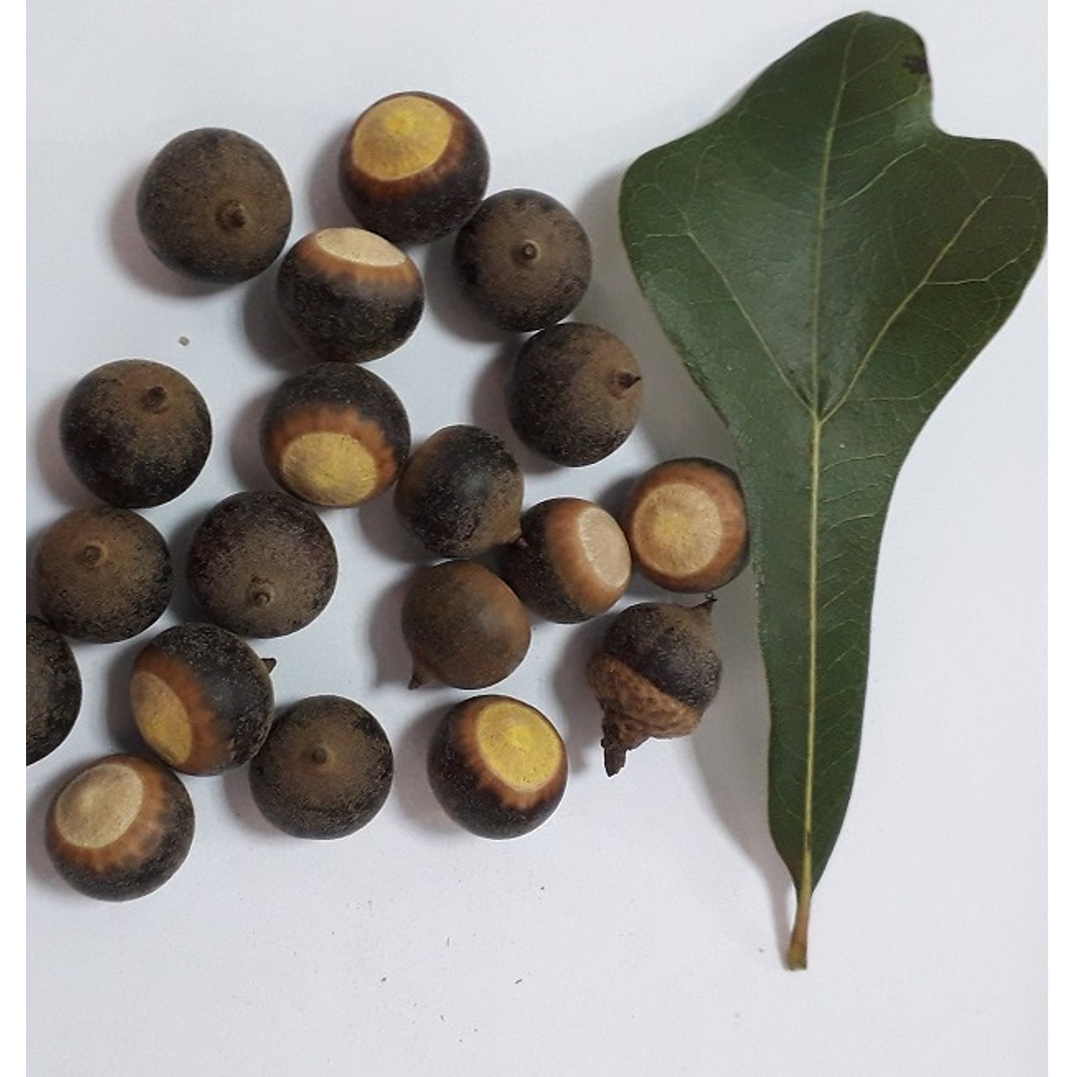 roble-rojo-quercus-falcata