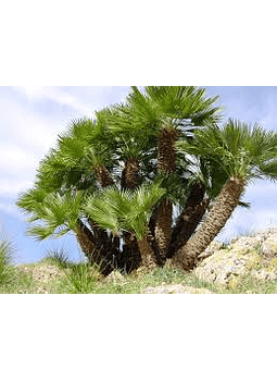 Semillas de Palmera del palmito  (Chamerops Humilis )