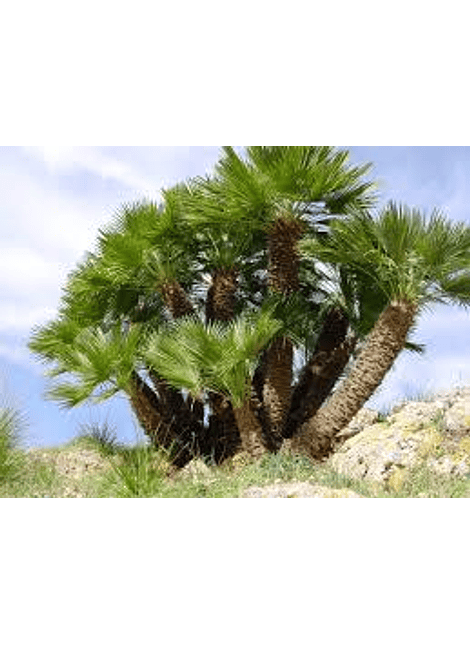 Semillas de Palmera del palmito  (Chamerops Humilis )
