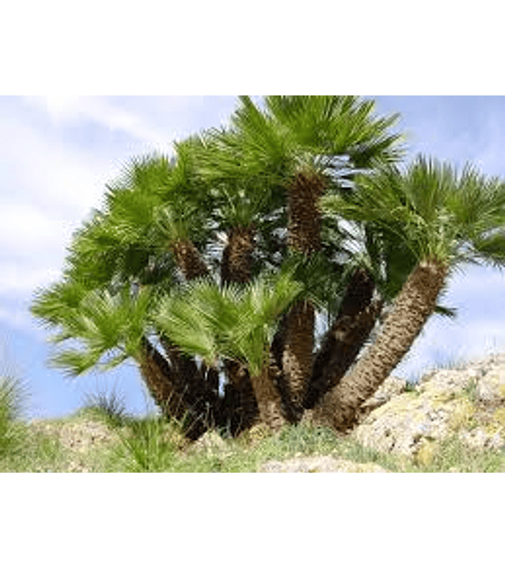 Semillas de Palmera del palmito  (Chamerops Humilis)