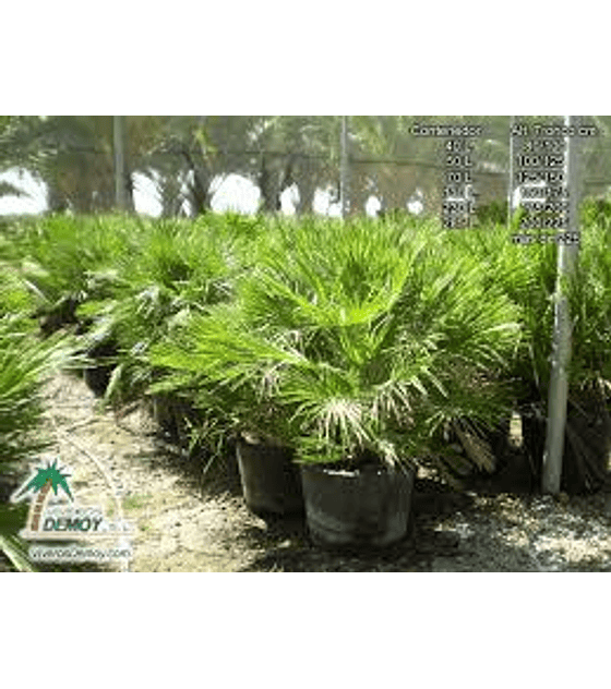 Semillas de Palmera del palmito  (Chamerops Humilis)