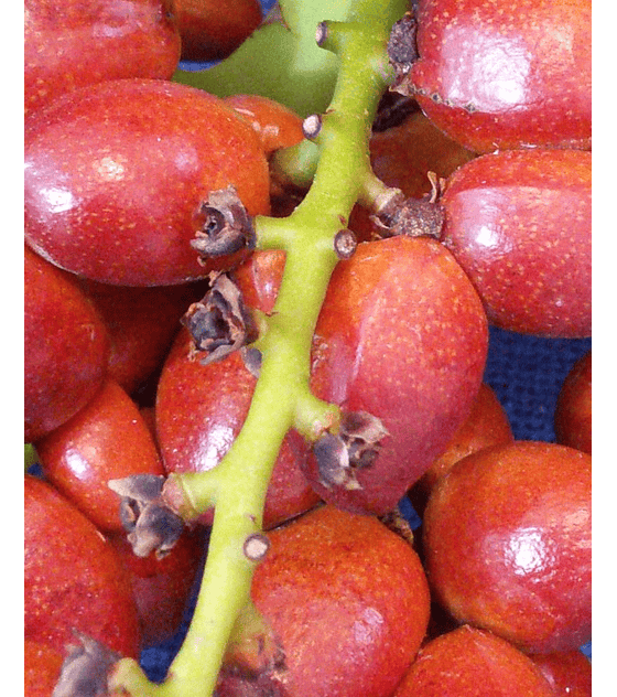 Semillas de Palmera del palmito  (Chamerops Humilis)