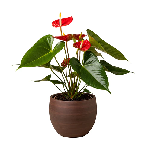 Antúrio (Anthurium)
