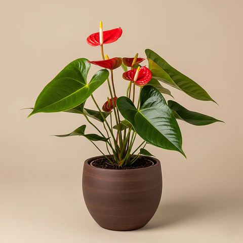 Antúrio (Anthurium)