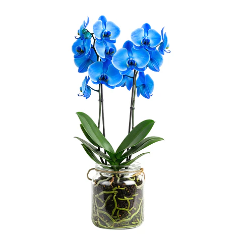 Orquídea Azul