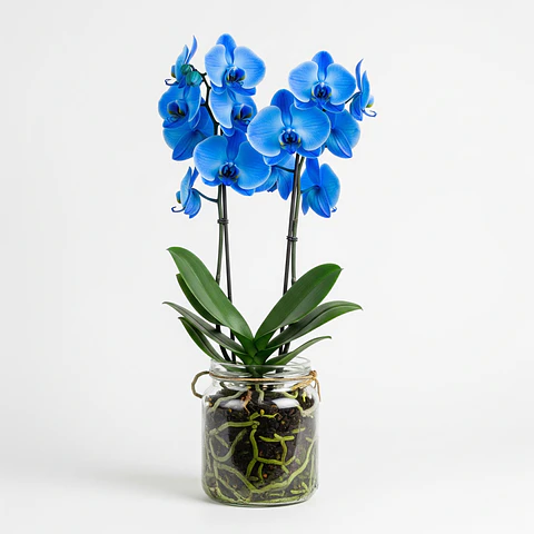 Orquídea Azul