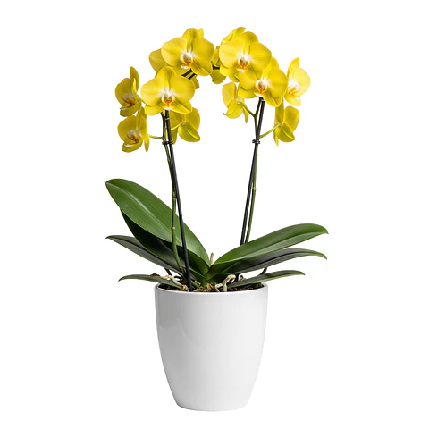Orquídea Amarela