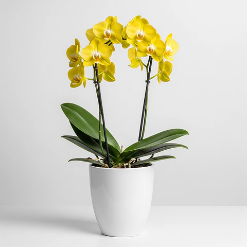 Orquídea Amarela