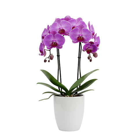 Orquídea Roxa (Phalaenopsis)