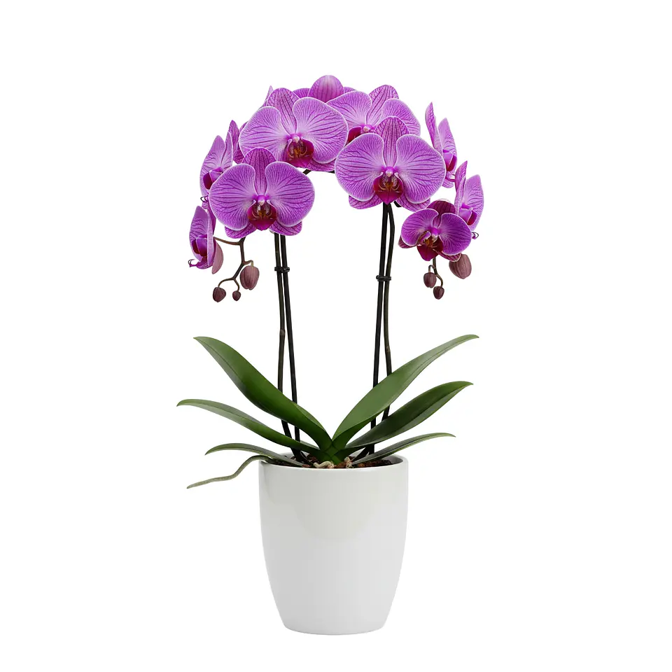 Orquídea Roxa (Phalaenopsis) 1