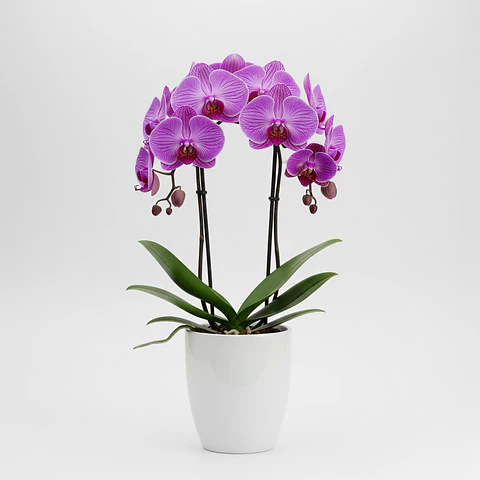 Orquídea Roxa (Phalaenopsis)
