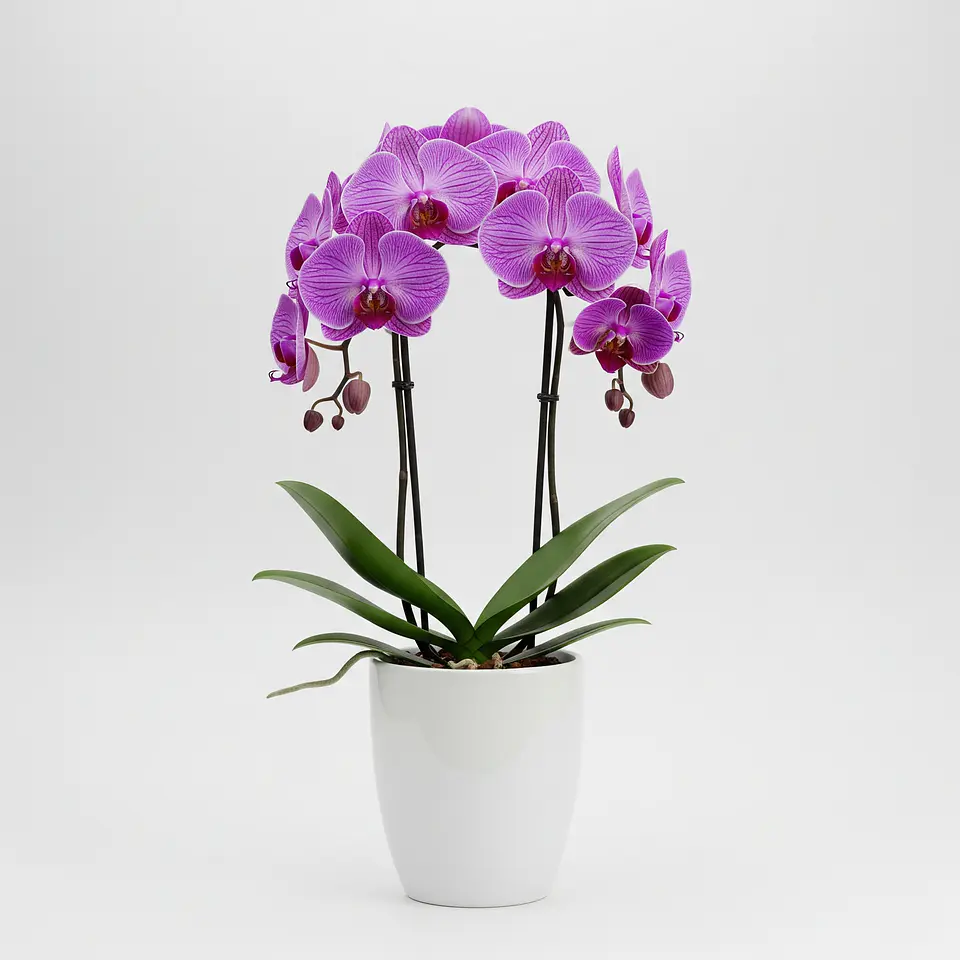 Orquídea Roxa (Phalaenopsis) 2