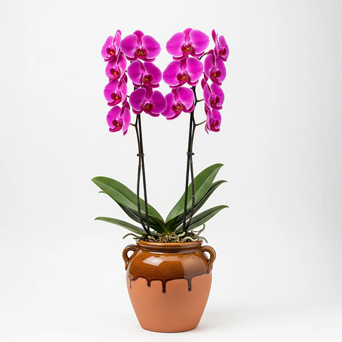 Orquídea Cor-de-Rosa