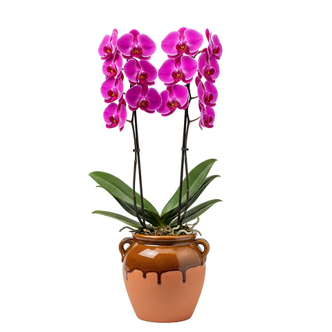 Orquídea Cor-de-Rosa