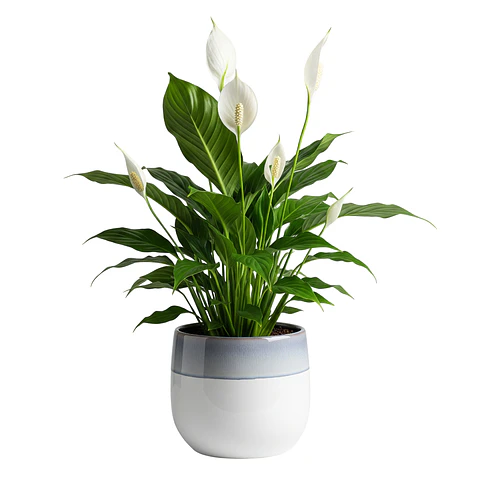 Lírio da Paz (Spathiphyllum)