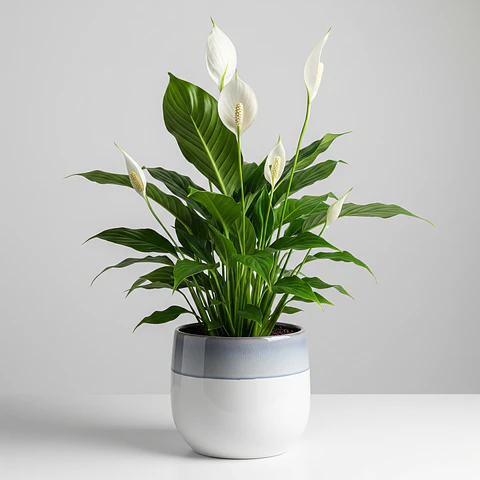 Lírio da Paz (Spathiphyllum)