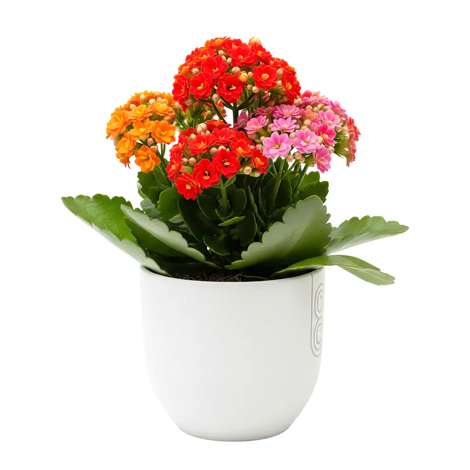 Kalanchoe Vermelho (Flor-da-Fortuna) 1