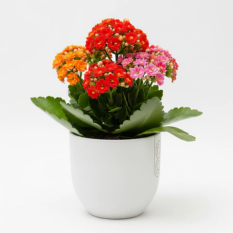 Kalanchoe Vermelho (Flor-da-Fortuna)