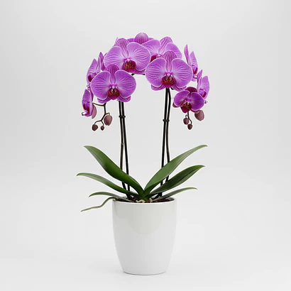 Orquídeas