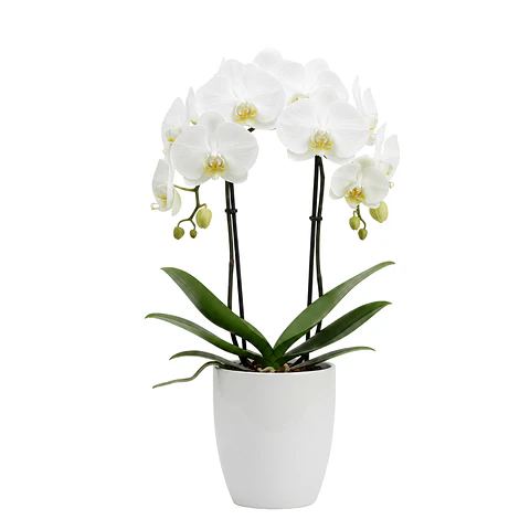 Orquídea Branca