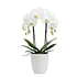 Orquídea Branca
