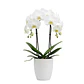 Orquídea Branca - Thumbnail 1