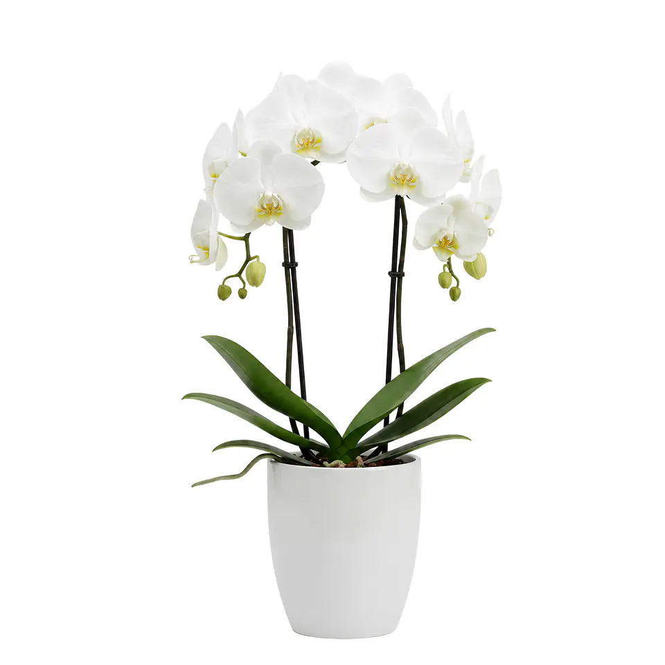 Orquídea Branca 1