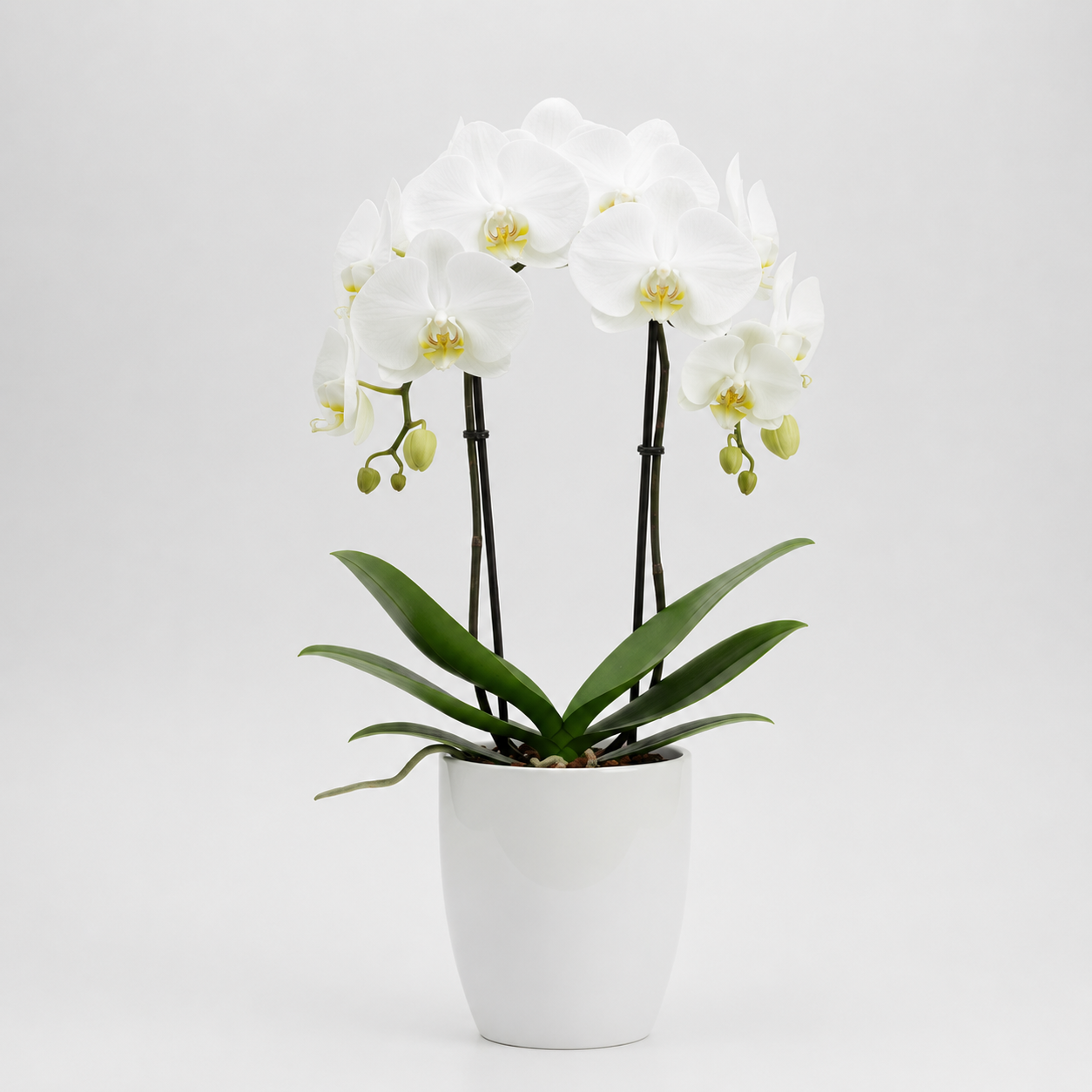 Orquídea Branca 2