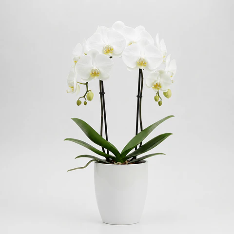 Orquídea Branca