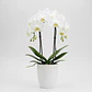 Orquídea Branca - Thumbnail 2