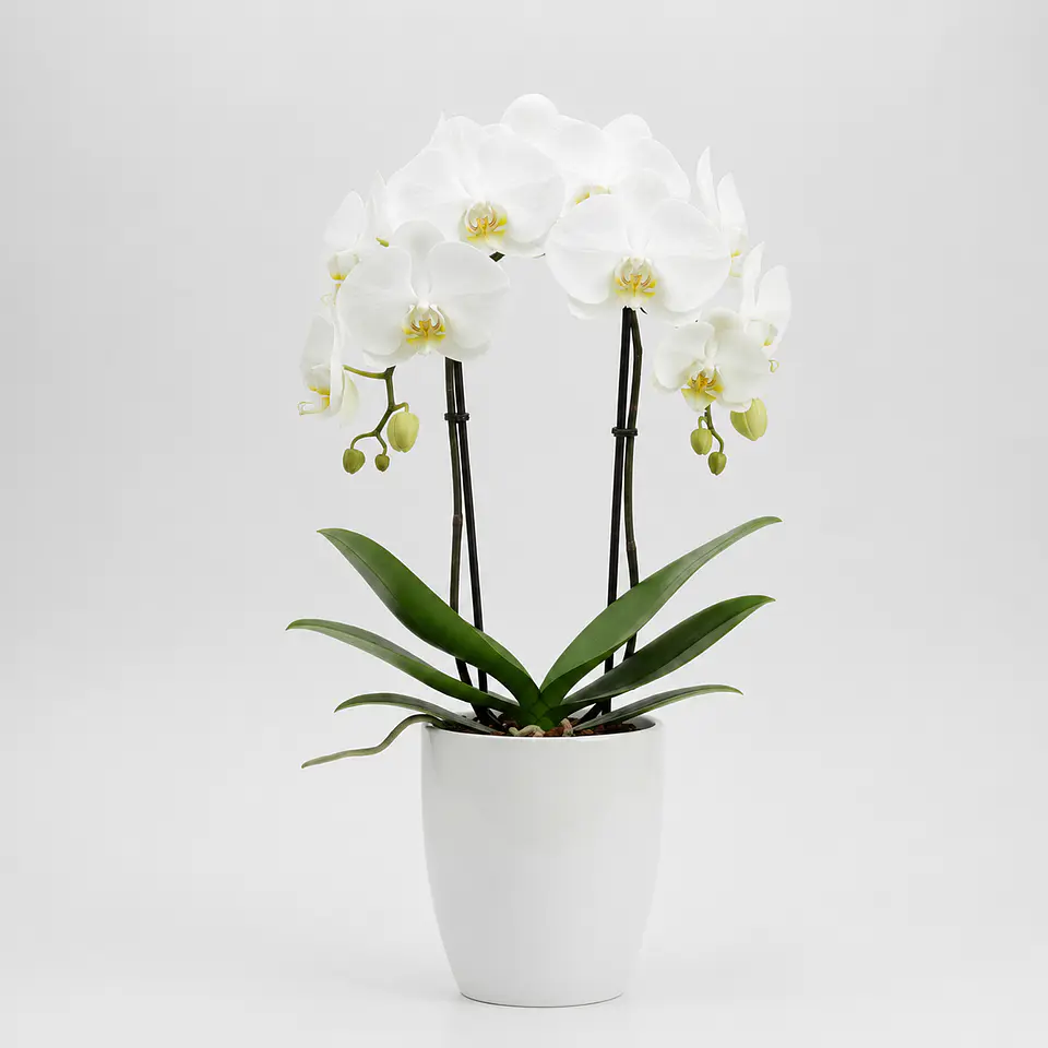 Orquídea Branca 2