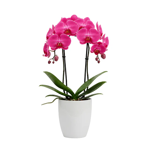 Orquídea Cor-de-Rosa